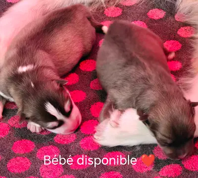 Pomsky Élevage Sheiny Basse-normandie