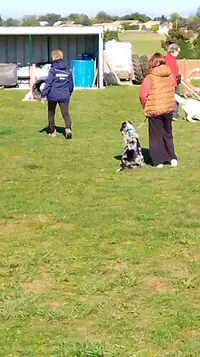 Club Canin Agility 16