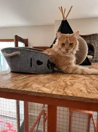 Cosy Cat