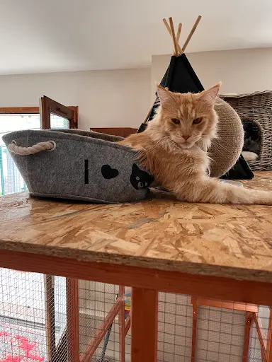 Cosy Cat