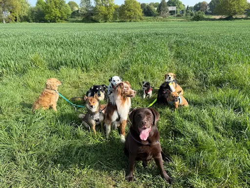 Ma Petite Colo - Pension Canine