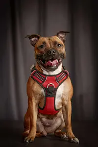 Elevage de Staffordshire Bull Terrier Lof de Celtic S Madinina, Staffie, Finistère Bretagne