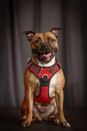 Elevage de Staffordshire Bull Terrier Lof de Celtic S Madinina, Staffie, Finistère Bretagne
