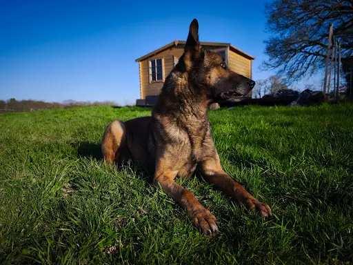 Sym Dog 56 – Éducateur Canin Comportementaliste – Brignac / Morbihan