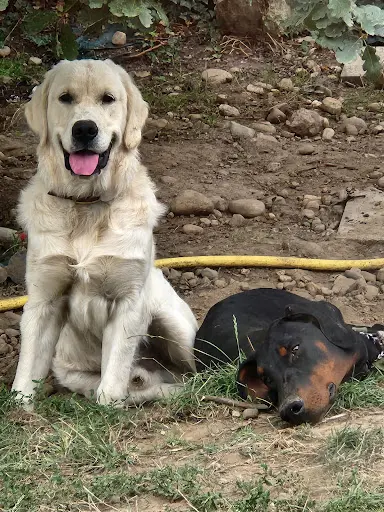 Al Education Canine