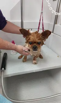 Dog Model