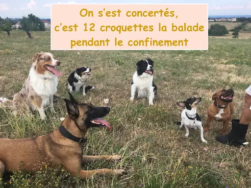 Godog Éducation Canine