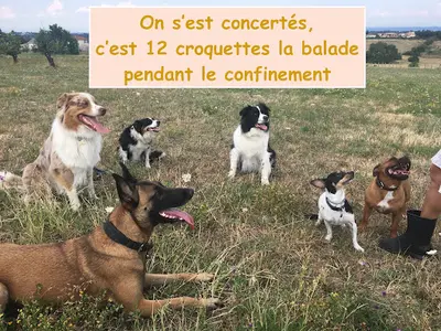 Godog Éducation Canine