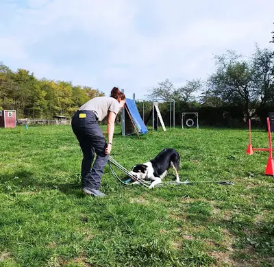 Les Ateliers Canins