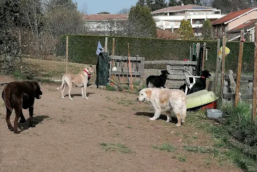 Rach El Instincts Chien