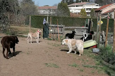 Rach El Instincts Chien