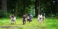 Xpert Canin