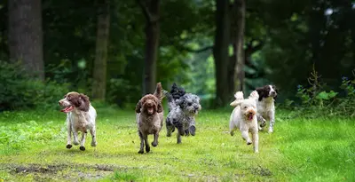 Xpert Canin