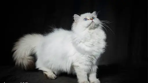 Chatterie l'Amour de Blizna British Shorthair et Longhair Region Paca et Toute la France et Etranger