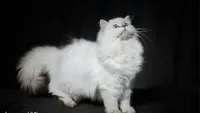 Chatterie l'Amour de Blizna British Shorthair et Longhair Region Paca et Toute la France et Etranger