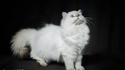 Chatterie l'Amour de Blizna British Shorthair et Longhair Region Paca et Toute la France et Etranger