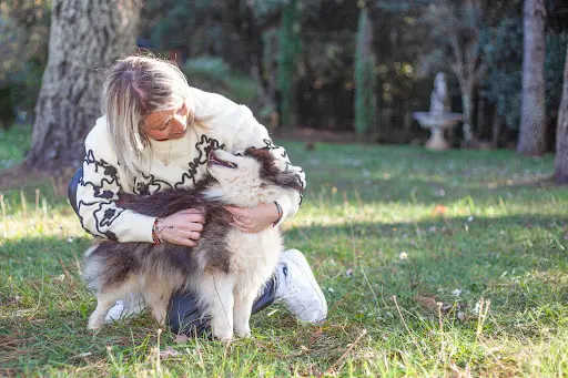 Elevage Little Wolf Angels Pomsky