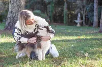Elevage Little Wolf Angels Pomsky
