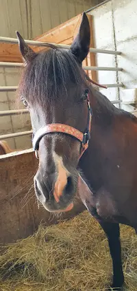 Ferme Equestre du Koer
