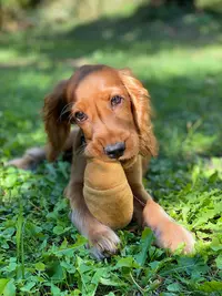 Inooko