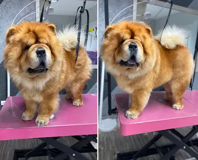 Animacouaf Toilettage Canin & Félin