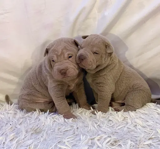Elevage du Domaine de Sharpei Diem