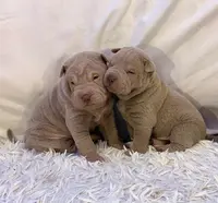 Elevage du Domaine de Sharpei Diem
