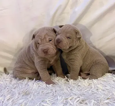 Elevage du Domaine de Sharpei Diem