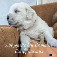 Élevage Canin du Domaine des Égeasseaux (bullkennel)