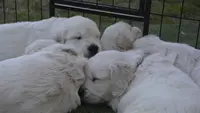 Élevage du Domaine d'Hambre, Golden Retriever