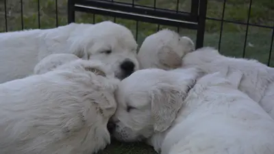 Élevage du Domaine d'Hambre, Golden Retriever