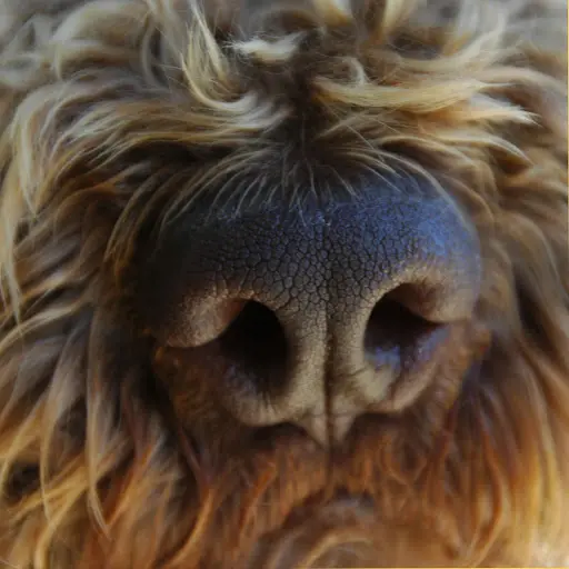 Golatière du Trépont (élevage de Lagotto Romagnolo)