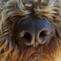Golatière du Trépont (élevage de Lagotto Romagnolo)