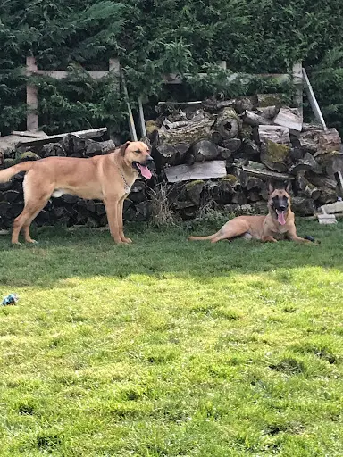 C Omport Dog