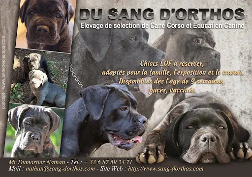 Elevage de Cane Corso "du Sang d'Orthos"