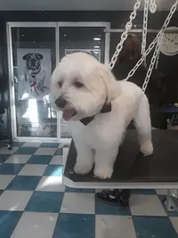 Espace Beauté Canine