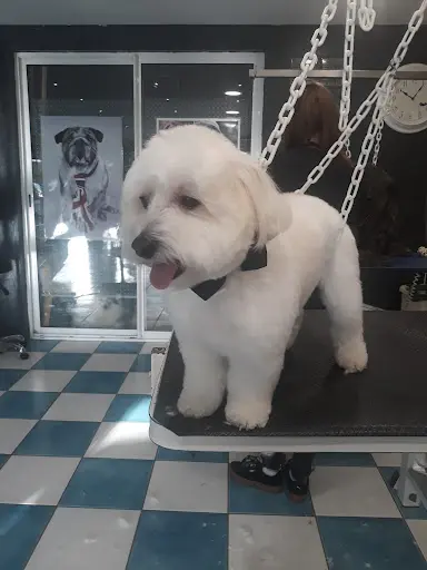 Espace Beauté Canine