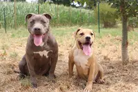 Élevage Essential Bully