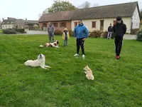 Ben&dogs