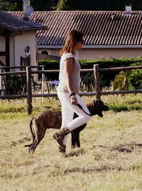 Bordog