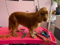 Le Barbier de Ces Chiens