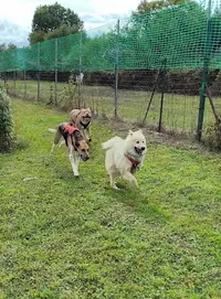 Compréha Dogs - Éducateur Comportementaliste Canin