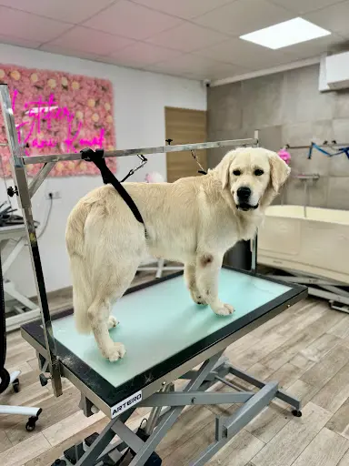 l'Atelier K Ni Kouaf Toilettage - Self Dog Wash