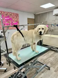 l'Atelier K Ni Kouaf Toilettage - Self Dog Wash