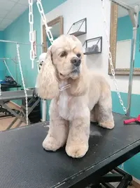 Au Chien Bleu Mlle Verrien Audrey