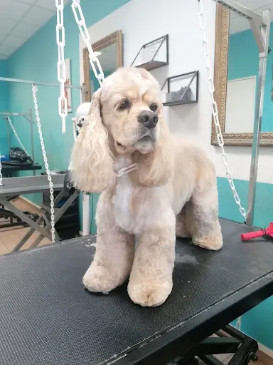 Au Chien Bleu Mlle Verrien Audrey