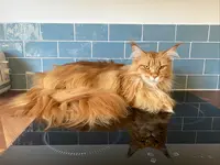 Chat Beauté Toilettage - Toilettage Pour Chat À Domicile (95,92,94,78,77)