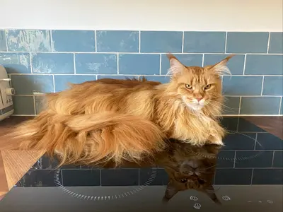 Chat Beauté Toilettage - Toilettage Pour Chat À Domicile (95,92,94,78,77)
