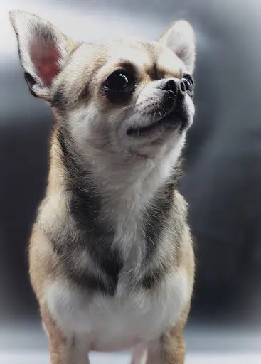 Chihuahuas des Petites Étoiles de Pégase Seine et Marne