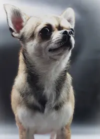 Chihuahuas des Petites Étoiles de Pégase Seine et Marne